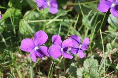 Çimenli yabani menekşelerin yakın çekimleri.