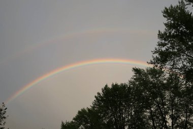 Ön planda ağaçlar olan çift Gökkuşağı Gri gökyüzü arkaplanına karşı. 