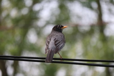Erişkin Robin 'in yakın planda oturduğu elektrik hatları sağa bakıyor.. 