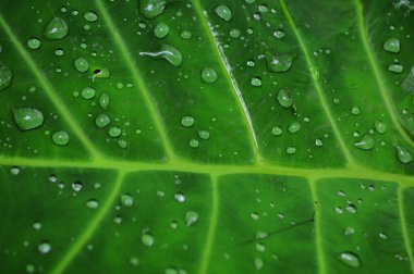 Arkaplan için geniş yaprak dokusu. Yeşil yapraklı arka plan. Yüksek kalite görüntü, yeşil yapraklı arka plan. Doğa fotoğrafı. Ticari ihtiyaçlar, sunumlar, reklamlar ve diğerleri için arka plan.