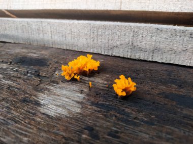 Parlak turuncu Dacryopinax spathularia mantarının makro yakın çekimi tropikal bir yağmur ormanında eski bir ahşabın yüzeyinde büyüyor. Bu fotoğraf, zıt renklerde mantarın eşsiz şeklini gösteriyor..