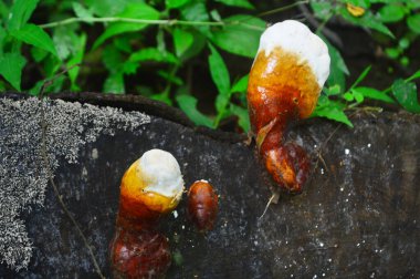 Ganoderma lucidum (Reishi mantarı), doğadaki çürüyen sert ağaçlar üzerinde kırmızımsı laktat mantarları.