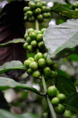 Olgunlaşmamış yeşil kahve meyvelerinin ağaç dalında büyüyen yapraklarla yakın çekimi. Çiftlikteki kahve ağaçları. En iyi seçilmiş kahve çekirdekleri hala taze ve hasat edilmeye hazır.