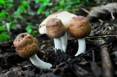 Agaricus silvaticus (Agaricus sylvaticus), diğer adıyla pullu ahşap mantar, kızaran ahşap mantar veya çam ağacı mantarı, kozalaklı ormanlarda sık sık bulunan bir mantar türüdür.