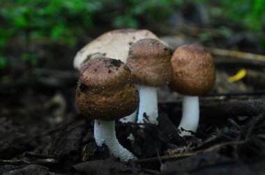 Agaricus silvaticus, diğer adıyla pullu ahşap mantar, kızaran ahşap mantar veya çam ağacı mantarı, kozalaklı ormanlarda sık sık bulunan bir mantar türüdür. Topraktaki Agaricus mantarları genellikle gruplar halinde büyürler.