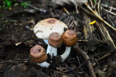 Agaricus silvaticus (Agaricus sylvaticus), diğer adıyla pullu ahşap mantar, kızaran ahşap mantar veya çam ağacı mantarı, kozalaklı ormanlarda sık sık bulunan bir mantar türüdür.