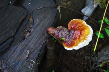 Parlak turuncu Dacryopinax spathularia mantarının makro yakın çekimi tropikal bir yağmur ormanında eski bir ahşabın yüzeyinde büyüyor. Bu fotoğraf, zıt renklerde mantarın eşsiz şeklini gösteriyor..