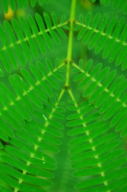 Yeşil yapraklı arka plan. Doğa fotoğrafı. Ticari ihtiyaçlar, sunumlar, reklamlar ve diğerleri için arka plan.