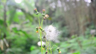 - Evin kapısını çalıyorum. Komşunun evini ziyaret ederken eller kapıya vuruyor. Reklam ya da eğitim medyası için video kaydı, adamın eli ahşap kapıyı çalıyor. Seçilene odaklan