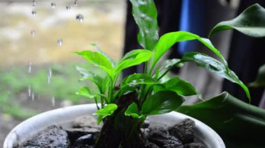 Çiçeği elleriyle sulayan bir kadın. Su damlacıkları, genç filizlerin hayatı. bitki bakımı. Ev bitkileri. sansivera