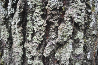 Önünde çam ağacı dalları olan çam ağacı gövdesi kabuğu. Kozalaklı orman dokusu. Sert çam ağacı kabuğu