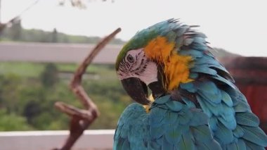 Yetişkin papağan Ara 'nın etrafa bakındığı yakın plan çekimde papağan tüylerini tımar ediyor. Canlı ve enerjik görüntüler doğa belgeselleri, evcil hayvan videoları ve tropikal temalı projeler için mükemmeldir.