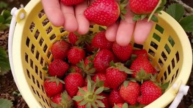 Çilek topluyorum. Bir kadın çiftçi bir sepetin içine bir avuç olgun çilek döküyor, yakın plan çiftçinin elleri organik çilek topluyor. Bahçe hasadı, sağlıklı yiyecekler