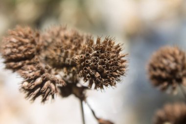 close view of dry flower in the park