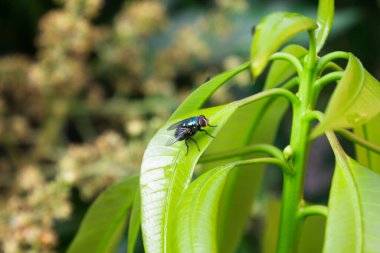 Üzerinde arı olan yeşil bir yaprak