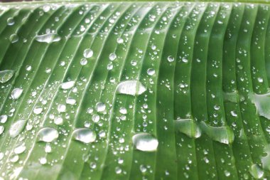 Su damlalı yeşil yaprak