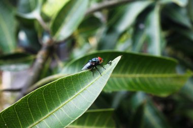 green leaf with green leaves