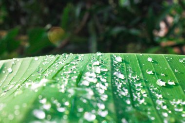 yeşil tropikal su damlaları ile yaprakları