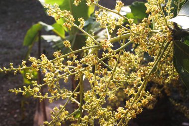 close up of fresh green tea tree