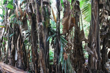 Yeşil yapraklı muz ağacı.
