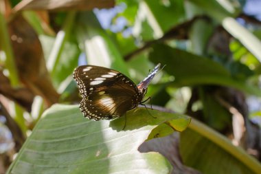 Yeşil yapraktaki kelebek