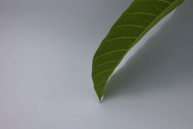 Yeşil yaprak, doğa bitki örtüsü.