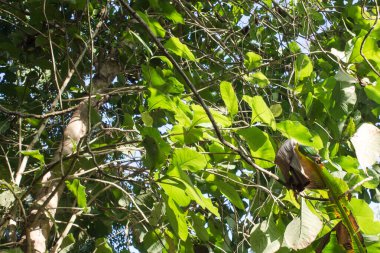 Yeşil yaprakların ve güneş ışığıyla ağaçların manzarasını kapat