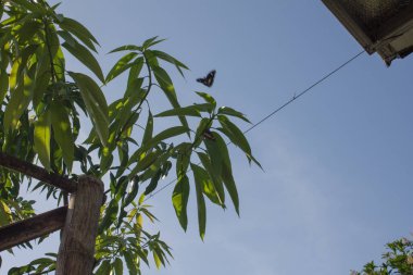 Barselona şehrindeki kuş.