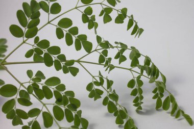 beyaz zemin üzerine yeşil taze fesleğen yaprakları