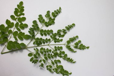 beyaz zemin üzerine yeşil taze fesleğen yaprakları