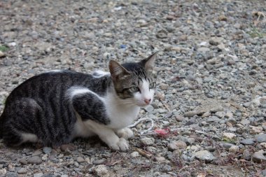 Bir kedi yerde oturuyor.