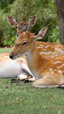 Doğal Yaşam Alanında Görülmüş Geyik Dinleniyor
