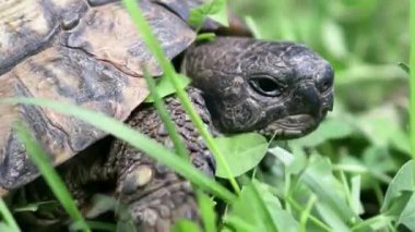 Yeşil Çimenlikte Vahşi Kaplumbağa Kapanışı