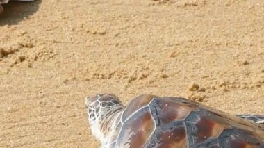 Deniz Kaplumbağası Sandy Sahilinde Yakın plan