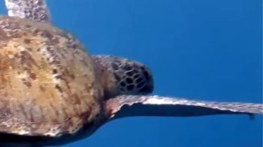 Açık Mavi Okyanusta Deniz Kaplumbağası Süzülüyor