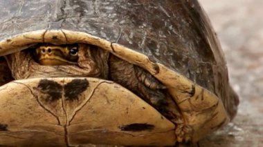 Kaplumbağa Saklama Kabuk Yakın plan Kuru Yerde