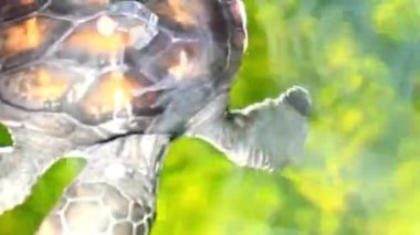 Bebek Deniz Kaplumbağası Açık Tropikal Su 'da Yüzüyor