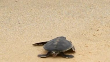 Yeni doğmuş Deniz Kaplumbağası Kumsalda okyanusa doğru sürünüyor