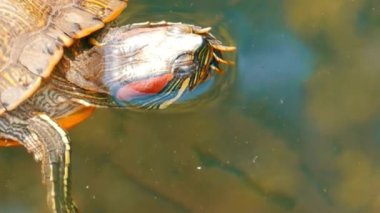 Sakin Tatlı Su Havuzu 'nda Kırmızı Kulaklı Kaygan Kaplumbağa Yüzeyi