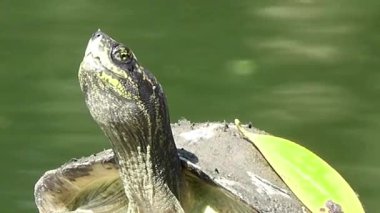 Tatlı Su Göleti Kaplumbağası Kabuklu Yaprakla Basking