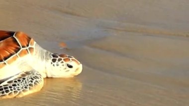 Deniz Kaplumbağası Islak Kum Kıyı Hattı Okyanusa Dönüyor