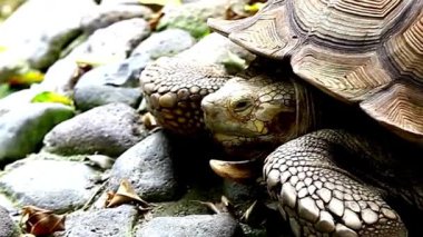 Afrika Mahmuzlu Kaplumbağa Kayalara Yakın Çekim