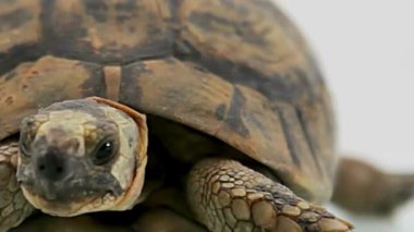 Akdeniz Kaplumbağa Portresi Beyazın Üzerinde İzole Edildi