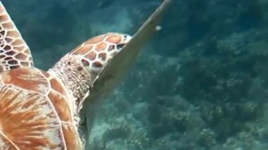 Yeşil Deniz Kaplumbağası Mercan Resifi 'nin üzerinde yüzüyor. Su altında.