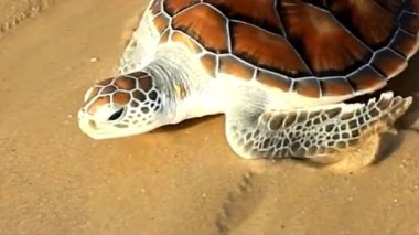 Yeşil Deniz Kaplumbağası Kumsalda Dinleniyor