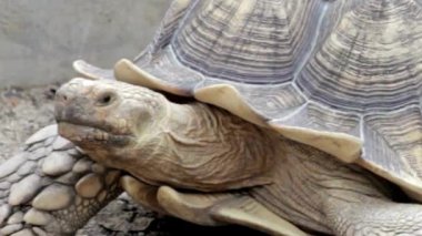 Afrika Mahmuzlu Kaplumbağa Kayalara Yaklaş