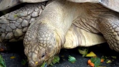 Afrika Mahmuzlu Kaplumbağa Yeme Sebzeleri Yakın plan