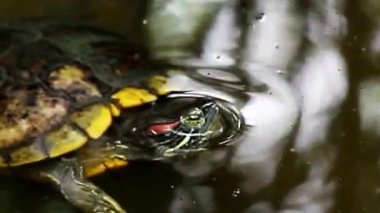 Kırmızı Kulaklı Kaygan Kaplumbağa Sakin Havuzda Nefes Almak İçin Yüzeye Çıktı