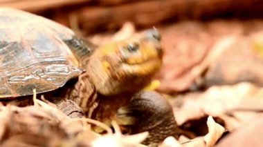 Kuru Yapraklar Arasındaki Orman Kaplumbağası