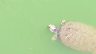 Yeşil Göl yüzeyinde yüzen tatlı su kaplumbağası.